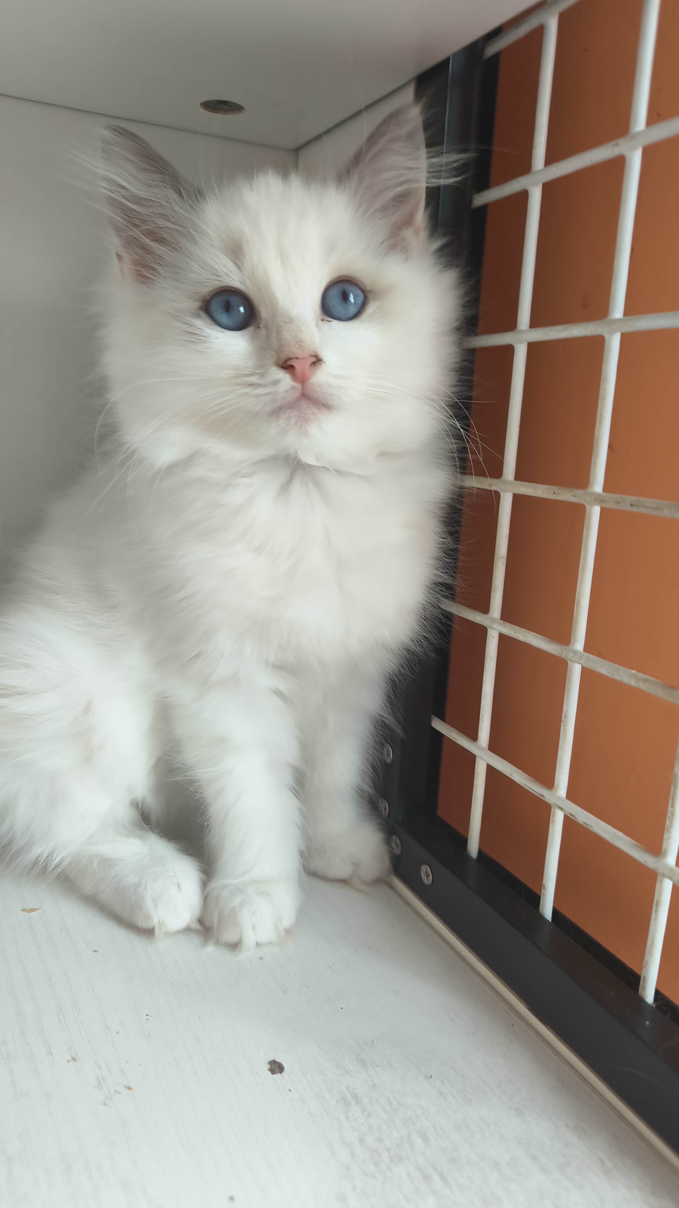 家养布偶猫,弟弟妹妹都有,健康无藓,浅色系布偶,喜欢的来！